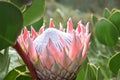 Colorful pink King Protea in the Botanical Garden in Cape Town in South Africa Ã¢â¬â the national flower of South Africa Royalty Free Stock Photo